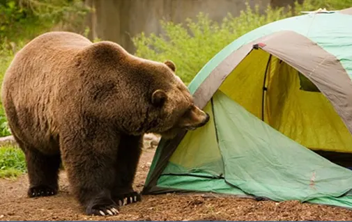 kamp güvenliği hakkında